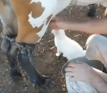 Rất ngon và tự nhiên. Rất ngon và tự nhiên.