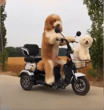 Đưa em đi giải ngố.