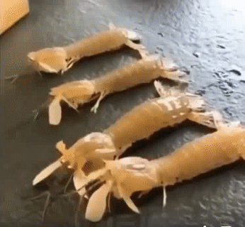 Một đội hoàn hảo.