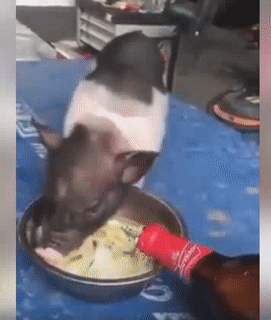 Sao để lão chư say vậy