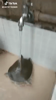 Khi ba ba khát nước. Khi ba ba khát nước.