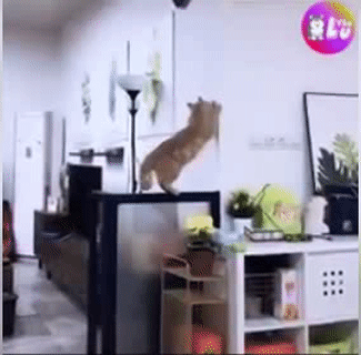 Nghịch dại Nghịch dại