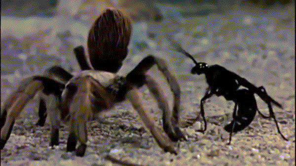 10 khả năng đáng ngạc nhiên của loài nhện