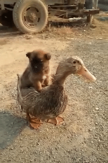 Đi nhờ mà bạn ấy không biết đường.