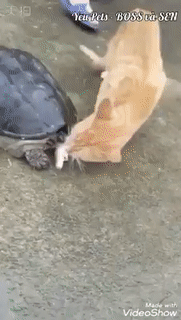 Miếng ăn đến mồm mà còn bị cướp mất.