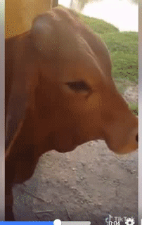 Nỗi buồn của Bò.