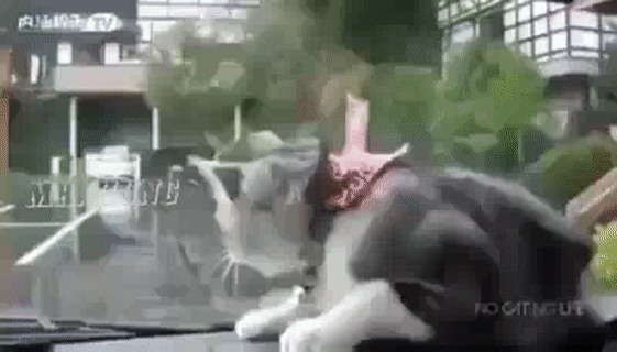 Làm cái gì vậy. Làm cái gì vậy.