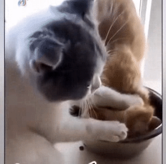 Dám nói tôi béo à.