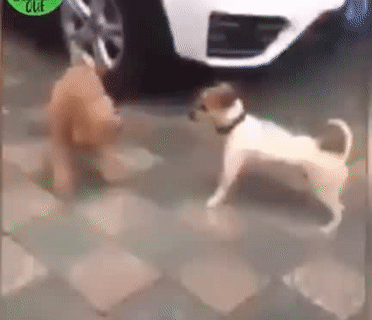 Khà khịa mà lại có người bật nhạc.