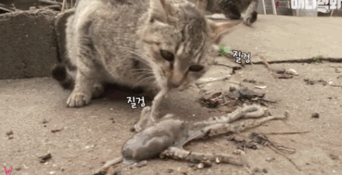 Trộm bạch tuộc, mèo bị con mồi phản công - 3