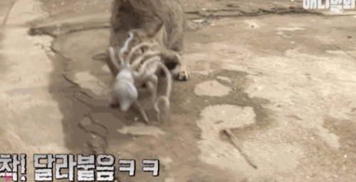 Trộm bạch tuộc, mèo bị con mồi phản công - 2