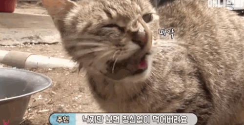 Trộm bạch tuộc, mèo bị con mồi phản công - 4