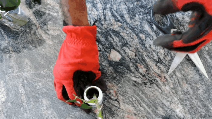 Cách trồng hoa hồng từ cành siêu đơn giản siêu nhanh, giúp bạn sớm có vườn hồng như mơ - Ảnh 2.