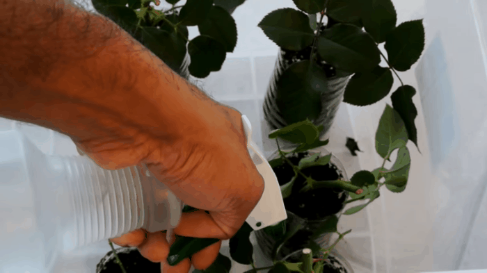 Cách trồng hoa hồng từ cành siêu đơn giản siêu nhanh, giúp bạn sớm có vườn hồng như mơ - Ảnh 6.