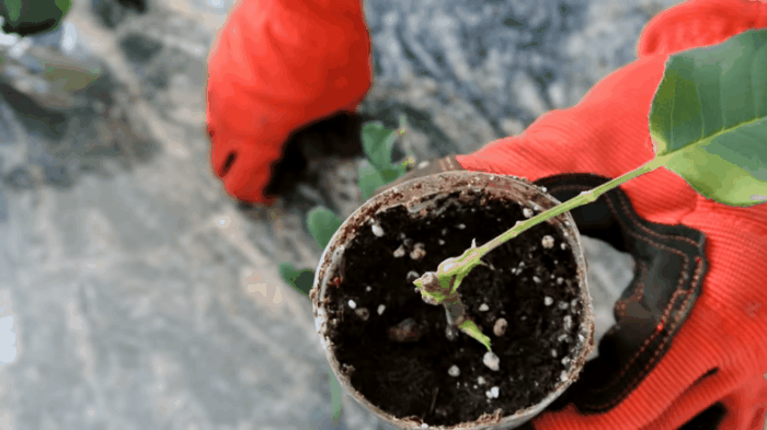 Cách trồng hoa hồng từ cành siêu đơn giản siêu nhanh, giúp bạn sớm có vườn hồng như mơ - Ảnh 4.