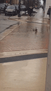 Khoảnh khắc tuyệt đẹp của những người hùng xả thân cứu sống các con vật nhỏ bé ảnh 2 Khoảnh khắc tuyệt đẹp của những người hùng xả thân cứu sống các con vật nhỏ bé ảnh 2