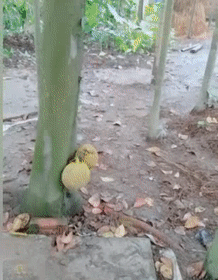 Khóa vào cho chắc.