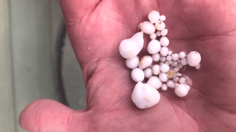 Tách đôi con hàu, người đàn ông choáng váng nhìn thấy thứ bên trong ảnh 2 Tách đôi con hàu, người đàn ông choáng váng nhìn thấy thứ bên trong ảnh 2