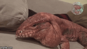 Cặp vợ chồng nuôi thằn lằn khổng lồ làm thú cưng - Ảnh 5.