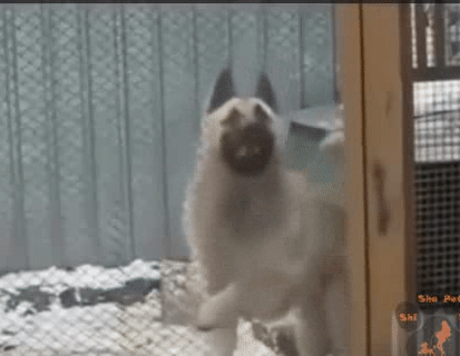 Thích làm lân, sinh ra lại là...