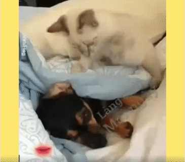 Thấy hiền bắt nạt hả