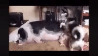 Dậy đi tới giờ bàn giao rồi