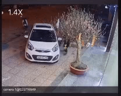 Năm mới các anh khỏe thật, sao không lấy cả chậu nhỉ?