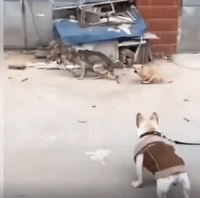 Tưởng được dắt dạo chơi mà vui à.