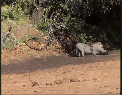 Mất miếng ngon rồi.