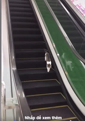 Cuộc đời dài như cái cầu thang này vậy.