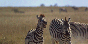 Vì sao con người không cưỡi ngựa vằn?