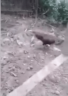 Cuộc chiến không cân sức Cuộc chiến không cân sức