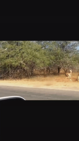 Tránh đường nào Tránh đường nào