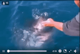 Ai muốn nuôi thú cưng như này không