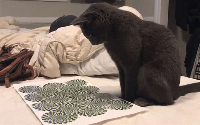 Nó chọn giải pháp ăn luôn cho nóng để chấm dứt cơn lú lẫn của mình.