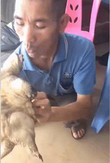 Lớn rồi còn dại. Lớn rồi còn dại.