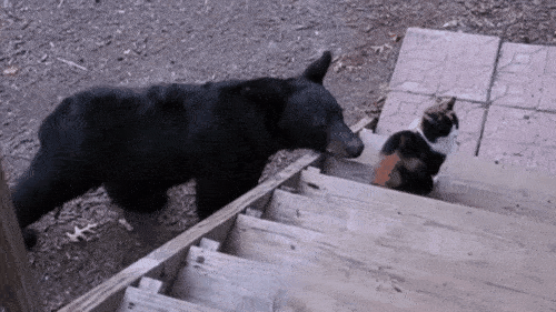 Top 16 nhân vật “có số má” nhất trong thế giới động vật