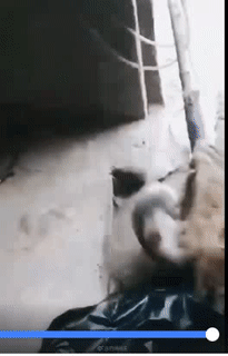 Chỉ vì nghịch dại. Chỉ vì nghịch dại.