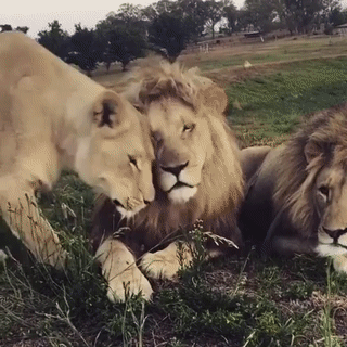 Có gái là quên người ta.