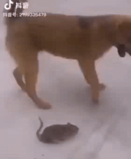 Đừng hành hạ tôi nữa. Đừng hành hạ tôi nữa.