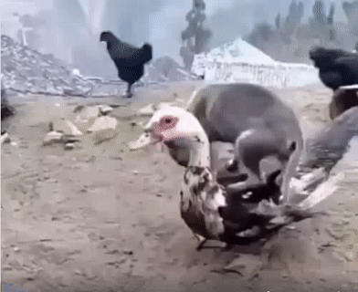 Nằm nhờ chút nha. Nằm nhờ chút nha.