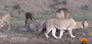 Cứ tranh nhau đi. Cứ tranh nhau đi.