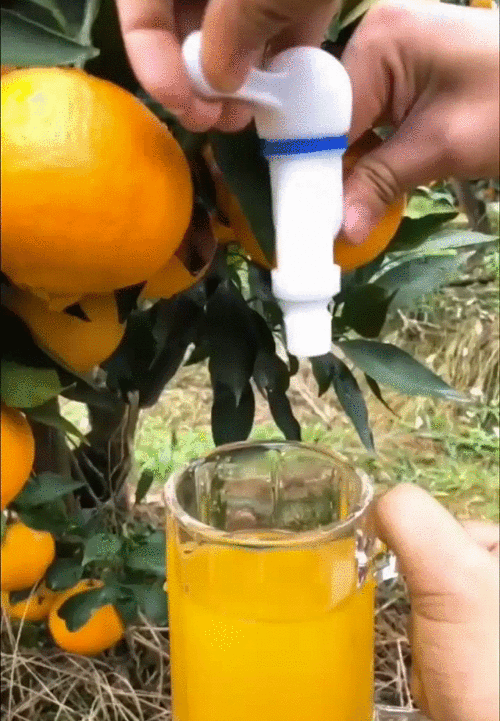 Máy vắt cam tại vườn.