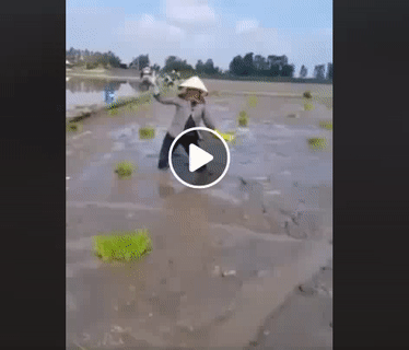 Khởi động trước khi cấy