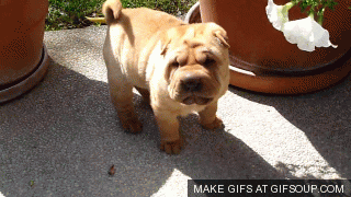 Giống chó nhăn nheo nhất thế giới nhưng đáng yêu cực độ