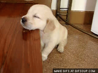 Khi cún con buồn ngủ quá sức chịu đựng ảnh 17