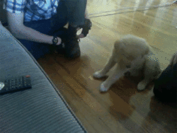 Khi cún con buồn ngủ quá sức chịu đựng ảnh 16