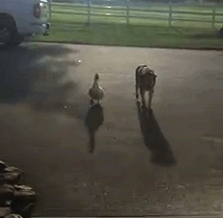 Chú chó thoát khỏi bệnh trầm cảm nhờ bạn thân vịt ảnh 7 Chú chó thoát khỏi bệnh trầm cảm nhờ bạn thân vịt ảnh 7