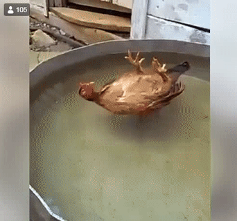 Nghỉ ngơi chút cũng không yên.