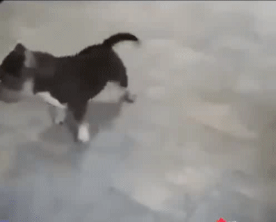 Định oánh nhau mà ai lại bật nhạc.